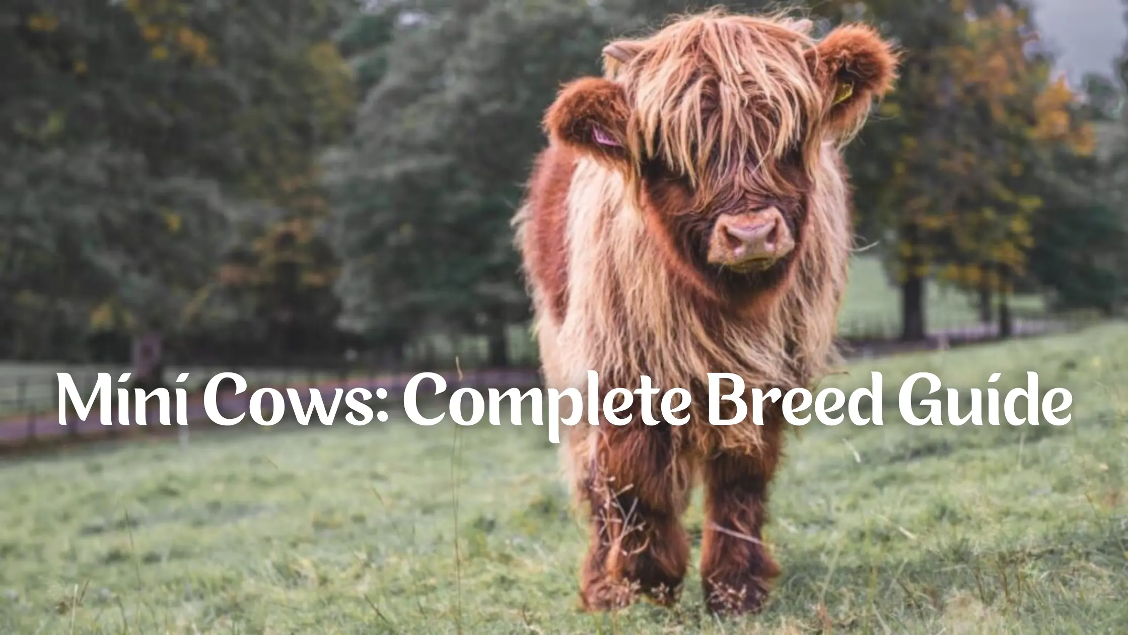 Mini Cows Complete Breed Guide & Comparison