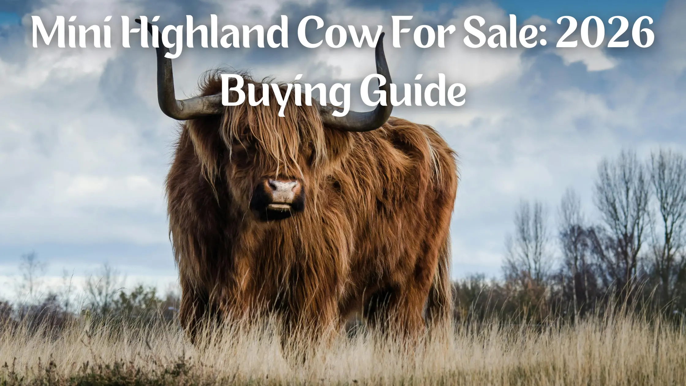 Mini Highland Cows for Sale 2026 Guide